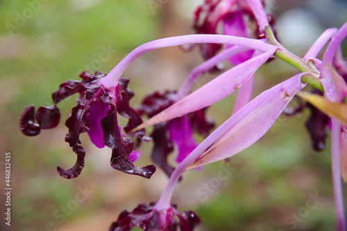 schomburgkia splendida orchid photo