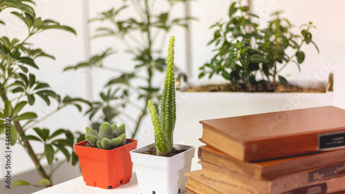 Plants and cactus on a desk with books, on a white background. interior design.