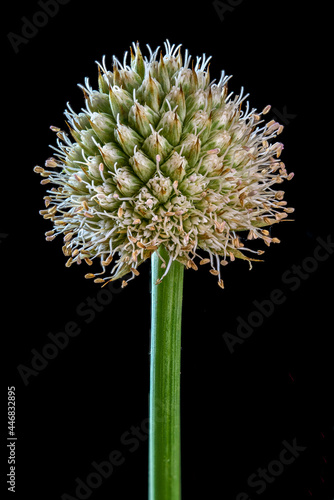 Macro view of fFlower head of rattlesnake master (Eryngium yuccifolium), a perennial forb native to eastern North America. Related to carrots and parsley. photo