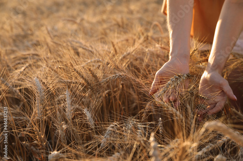 Woman in ripe wheat spikelets field  closeup