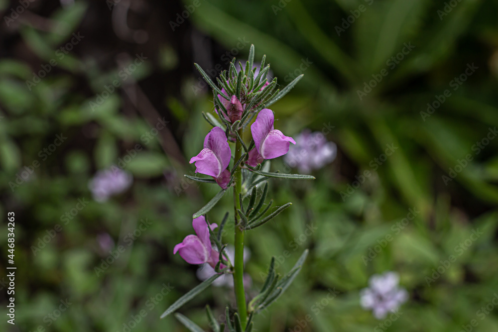 Flor