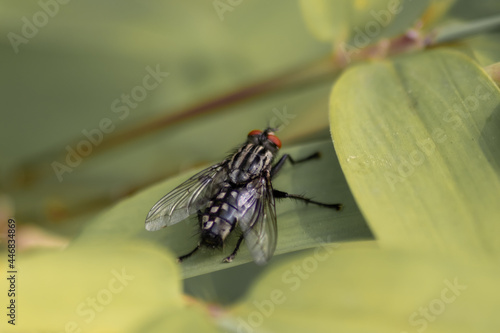 Fotografia Black zebra fly with red facete eyes as macro close-up view on green leaf in sum