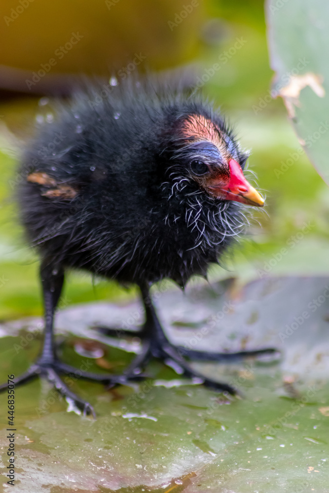 Naklejka premium Little moorhen biddy with red beak and blue head with red and orange and black feathers begging for food of mother moorhen Rallidae as aquatic bird on duck pond and wetlands collecting insects as food