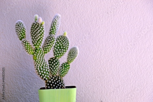 White Bunny ears cactus (Opuntia microdasys albispina cactus). photo