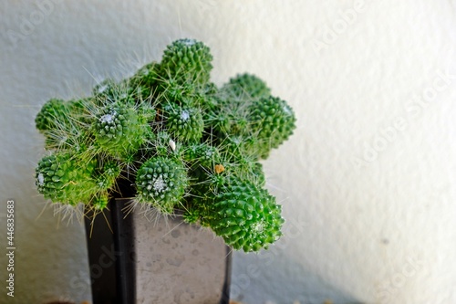 Mammillaria spinosissima Un pico montrose cactus in black clay pot. photo