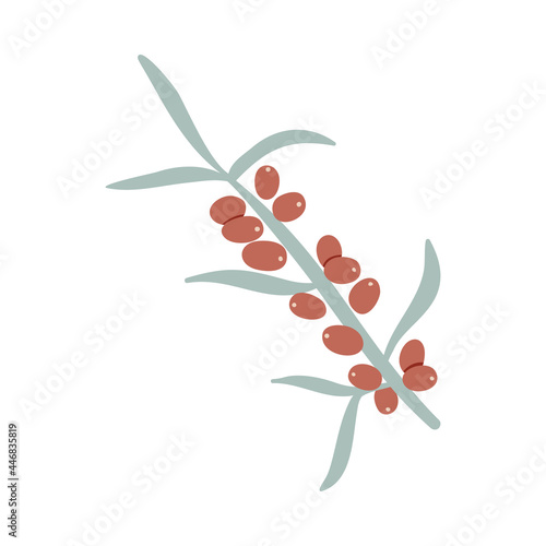 Isolated vector illustration of a sandthorn for decoration