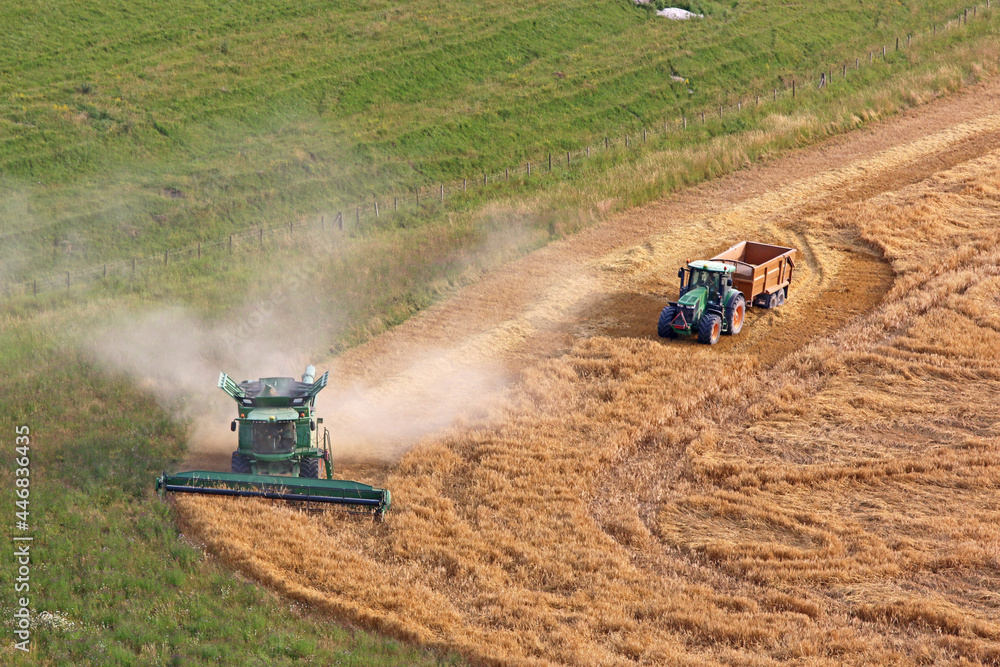 Fototapeta premium Combine harvester and tractor at harvest 
