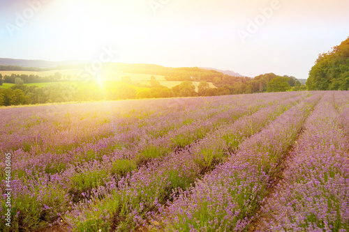 Lavendelfeld in Fromhausen zwischen Detmold und Horn-Bad Meinberg   Lavendelanbau  Lavendel  Kreis Lippe