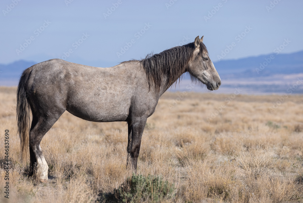 Majestic Wild Horse in the Utah Desert Majestic Wild Horse in the Utah Desert