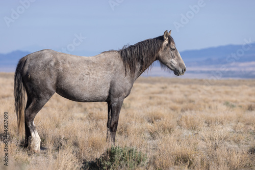 Majestic Wild Horse in the Utah Desert