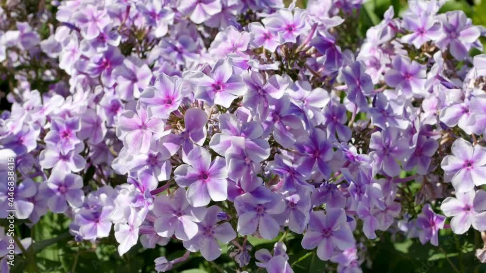 Paniculate phlox purple and white flowers Paniculate phlox purple and white flowers