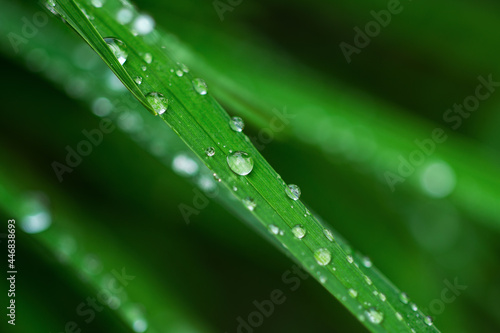 Transparent water drops on a blade of grass. Green nature