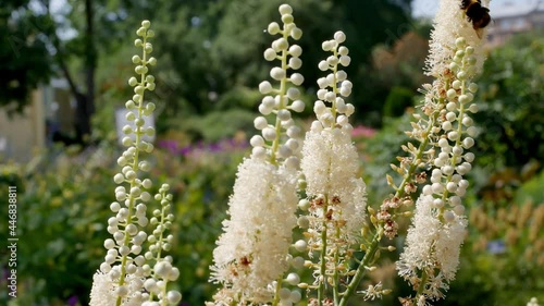 Bumblebee on Actaea heracleifolia. Growing medicinal plants in the garden. White inflorescences of cimicifuga racemosa in natural background