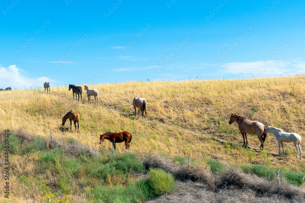 A herd of horses graze atop a hill in high desert countryside of Washtucna Washington, USA A herd of horses graze atop a hill in high desert countryside of Washtucna Washington, USA