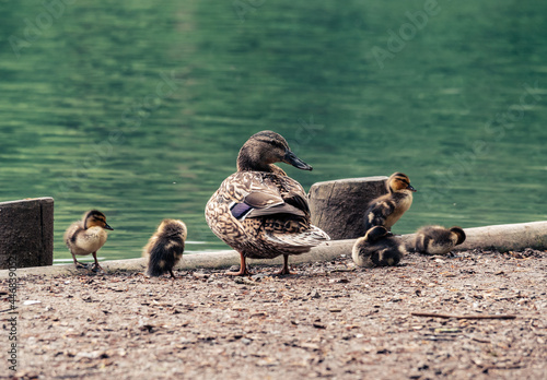 Obraz na płótnie Closeup of ducks perched on a dock surrounded by a lake in the daylight