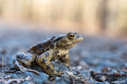 The common toad, European toad (Bufo bufo) on woodland road, toads are useful in the garden, they eat slugs and snails. 