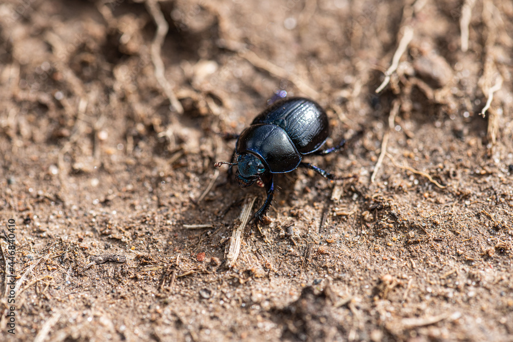 A black beetle Coleoptera found in the woods. A black beetle Coleoptera found in the woods.