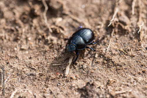 A black beetle Coleoptera found in the woods.