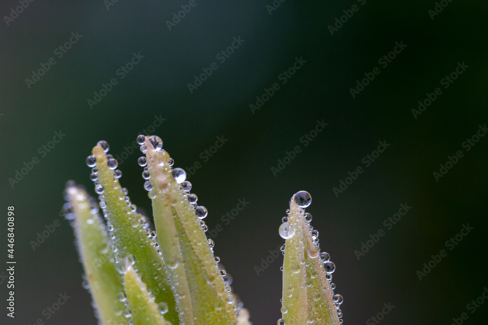 Fototapeta premium Plants and leaves with waterdrops