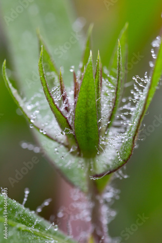 Plants and leaves with waterdrops