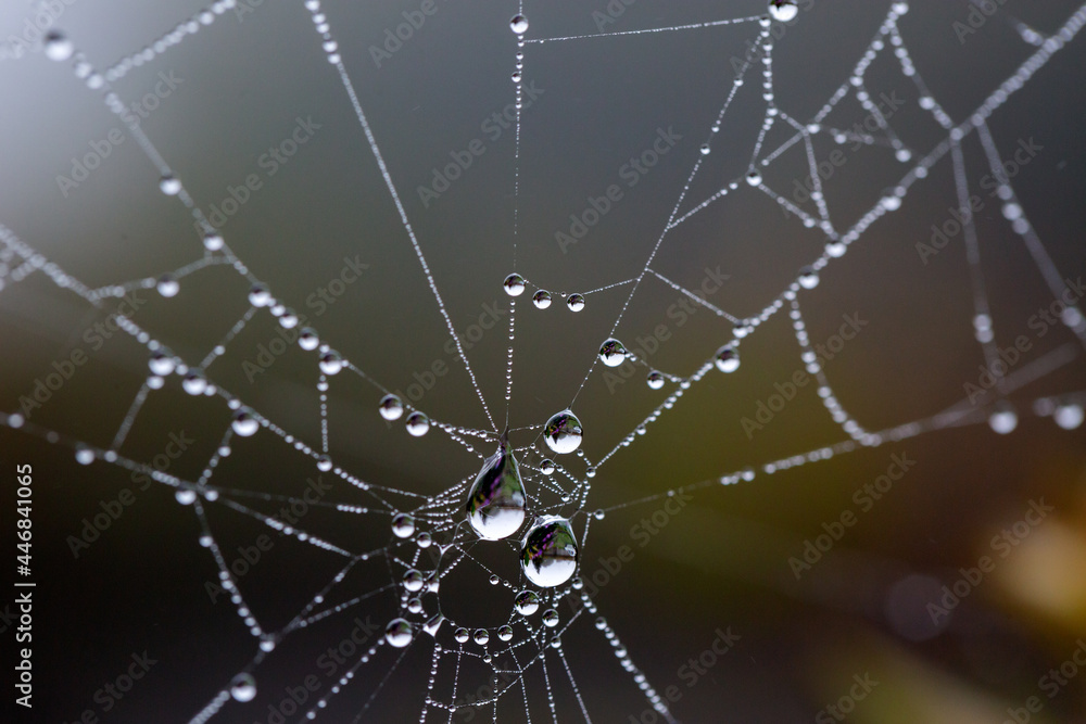Spiderweb with waterdrops in the garden Spiderweb with waterdrops in the garden