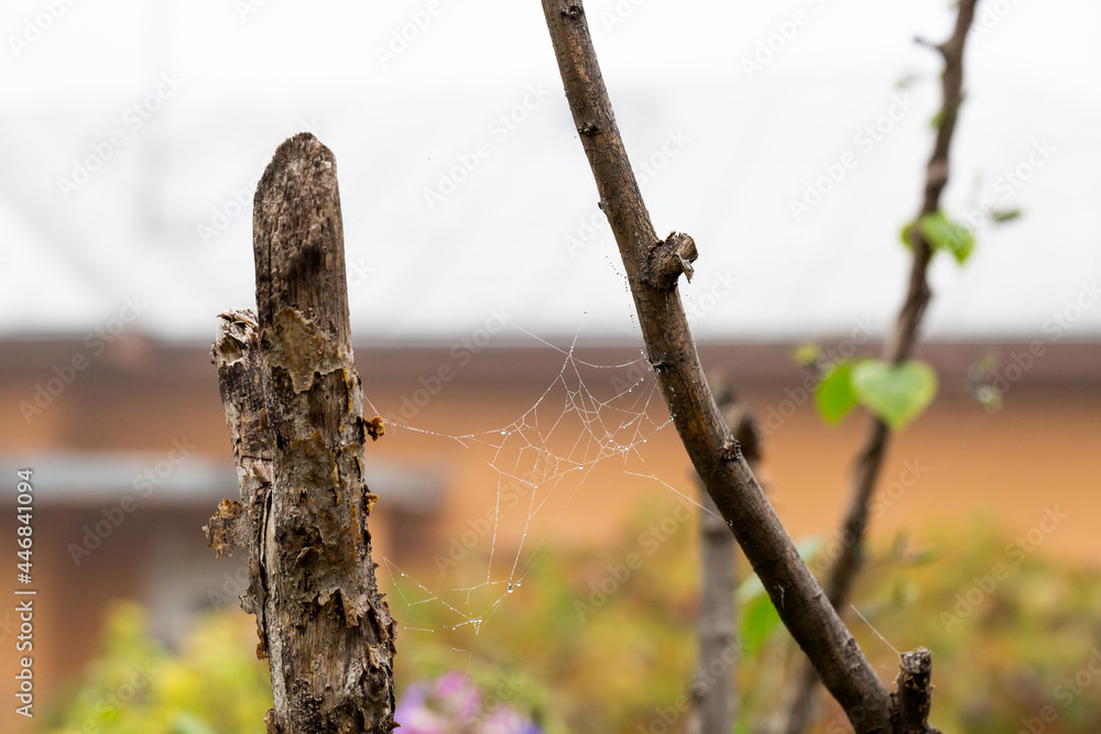 Fototapeta premium Spiderweb with waterdrops in the garden