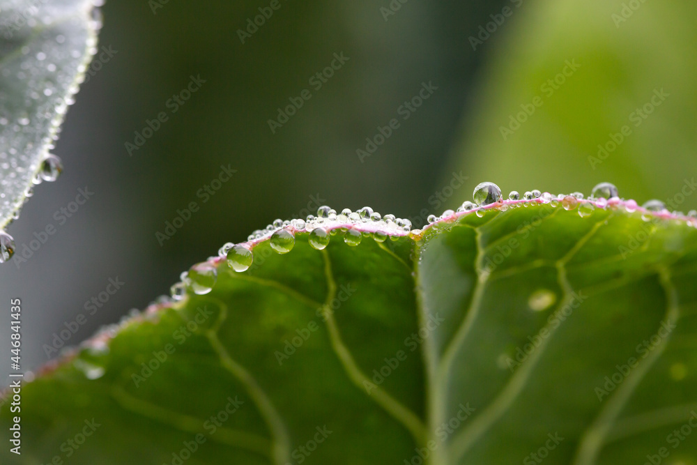 Cabbage leaf with water drops and natural background Cabbage leaf with water drops and natural background