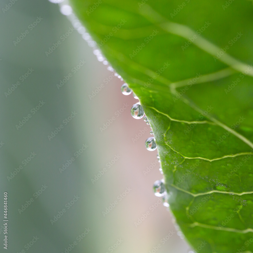 Cabbage leaf with water drops and natural background