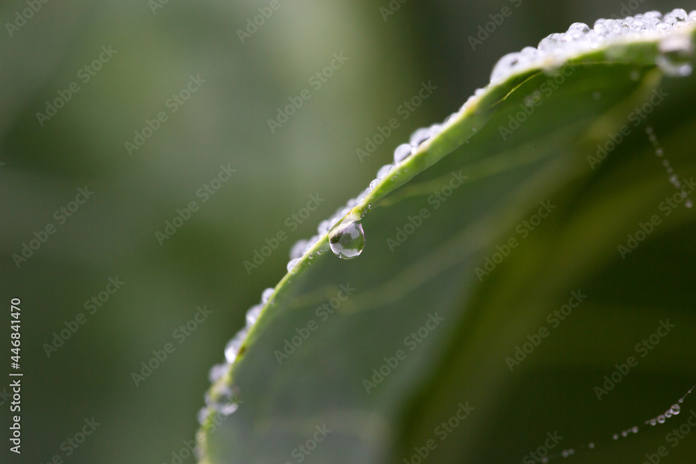 Cabbage leaf with water drops and natural background Cabbage leaf with water drops and natural background