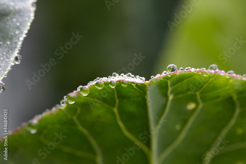 Cabbage leaf with water drops and natural background