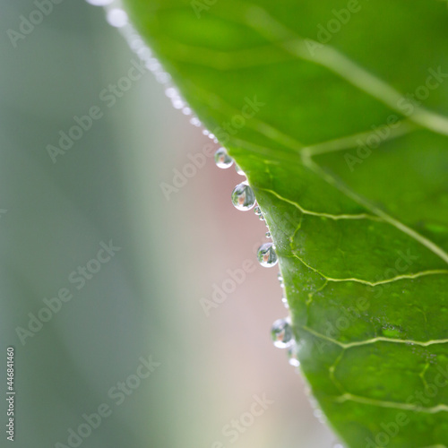 Obraz na płótnie Cabbage leaf with water drops and natural background w salonie
