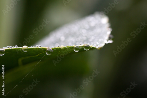 Cabbage leaf with water drops and natural background