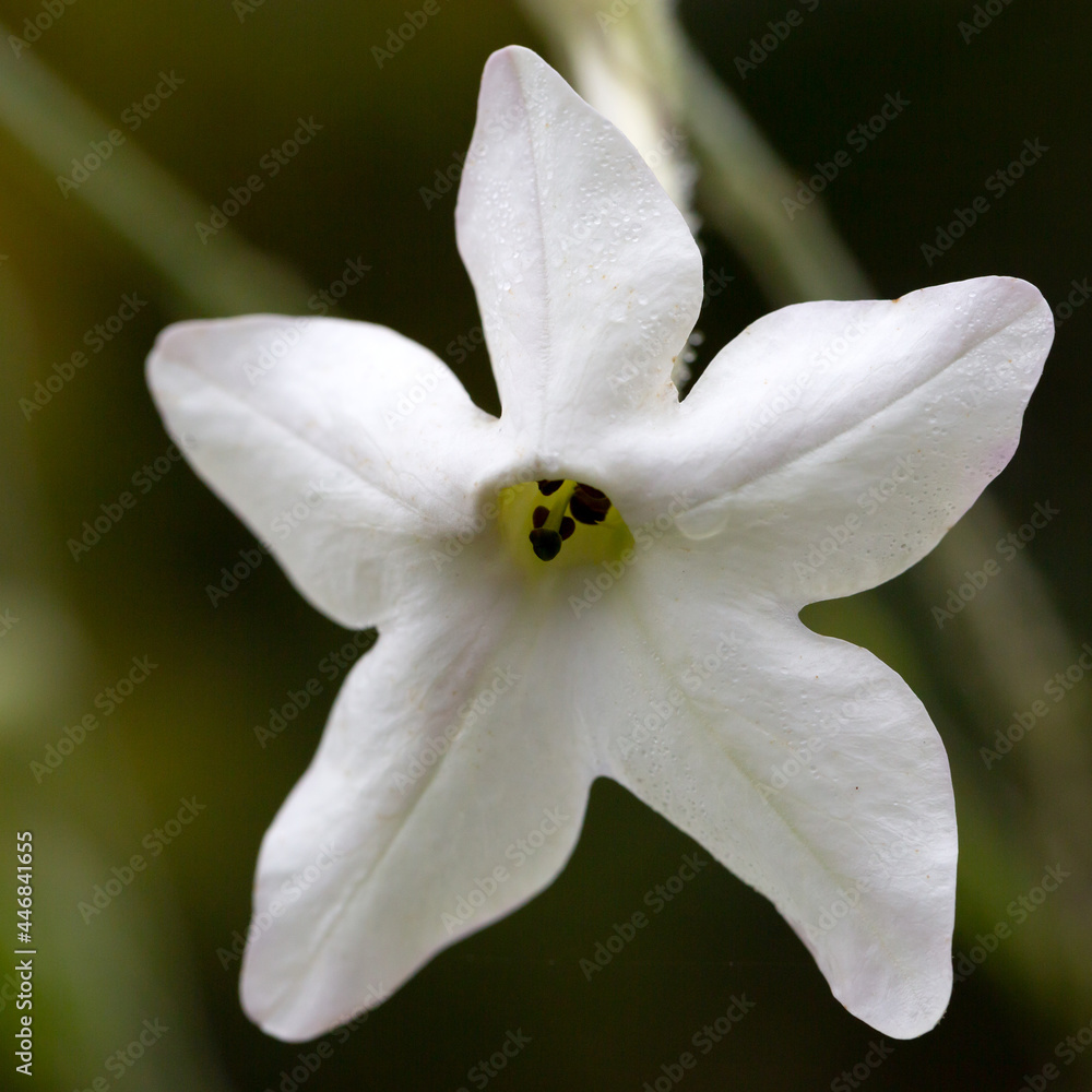 Tobacco flower (Nicotiana alata) in the garden Tobacco flower (Nicotiana alata) in the garden