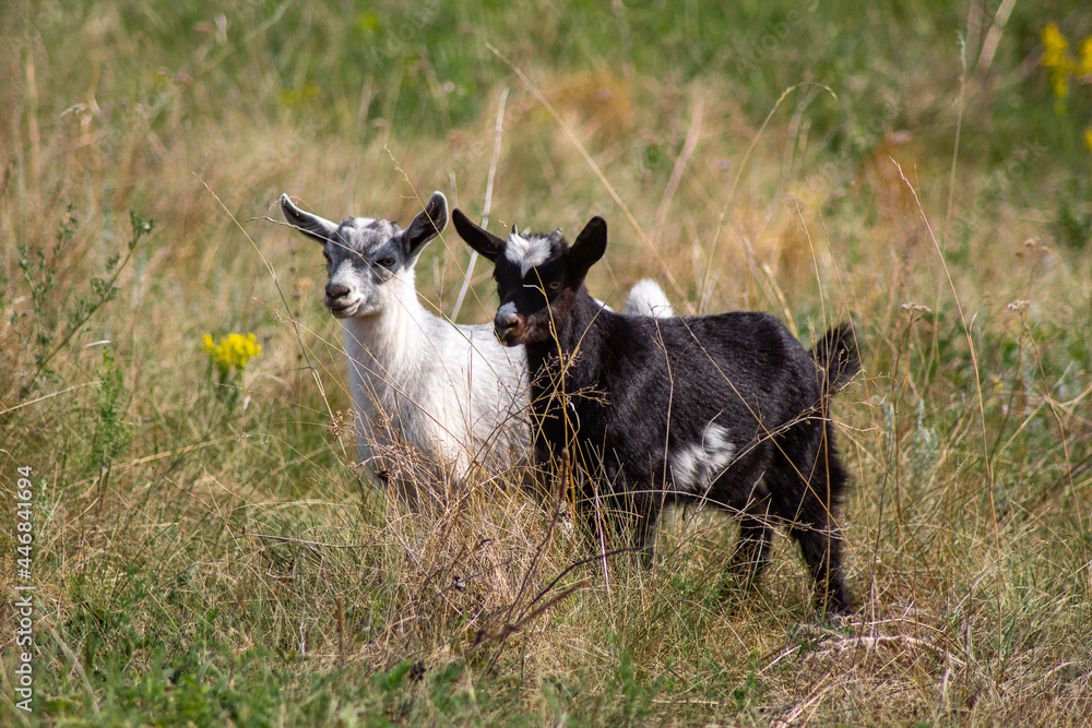 Couple goat on a meadow on pasture, domestic agriculture animals, Livestock farming. Russia, Samara oblast Couple goat on a meadow on pasture, domestic agriculture animals, Livestock farming. Russia, Samara oblast