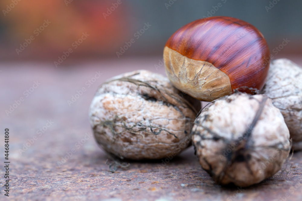 Obraz premium Sweet chestnut and walnuts on a rusty table