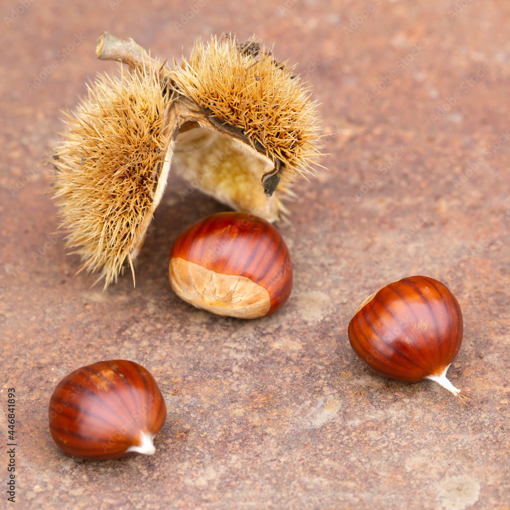 Sweet chestnut and shell on a rusty table Sweet chestnut and shell on a rusty table