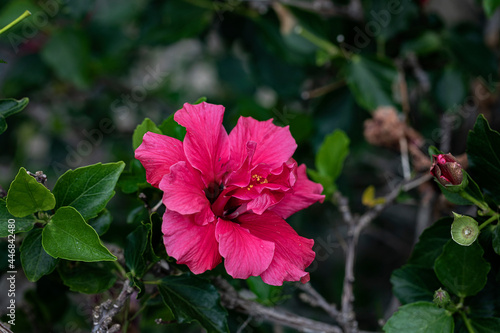 A red pink hibiscus flower and green leaves.