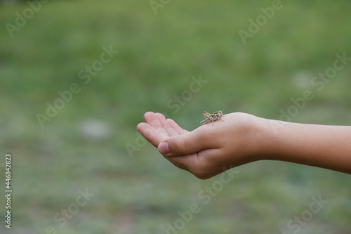 Small grasshopper close-up on the hand of the girl traveler. Wildlife exploration by a young naturalist. 