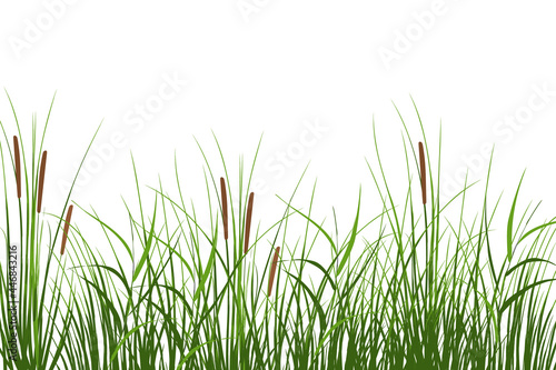 Vector hand drawing sketch with reeds.