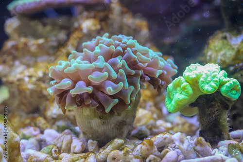 Eine Nahaufnahme einer Koralle in einem Meerwasseraquarium.