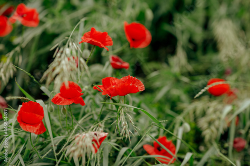 huge field with red white poppies close-up