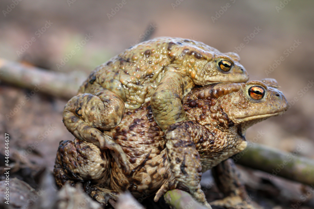 Fototapeta premium Eine weibliche Kröte trägt ihren männlichen Partner zur Paarung.