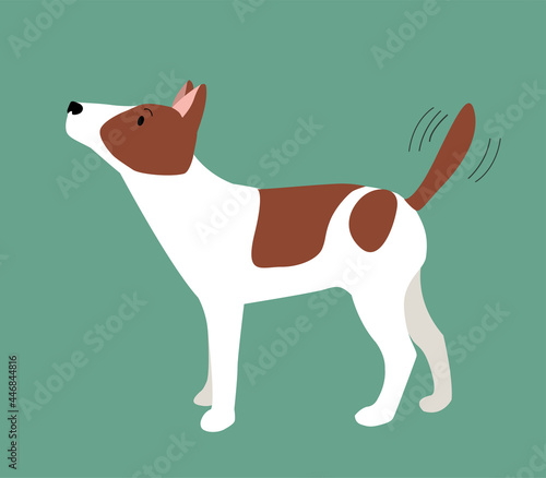 Pit bull puppy. The adorable little dog wags its tail. Spotted pet. Animal protection. Lovely pet.