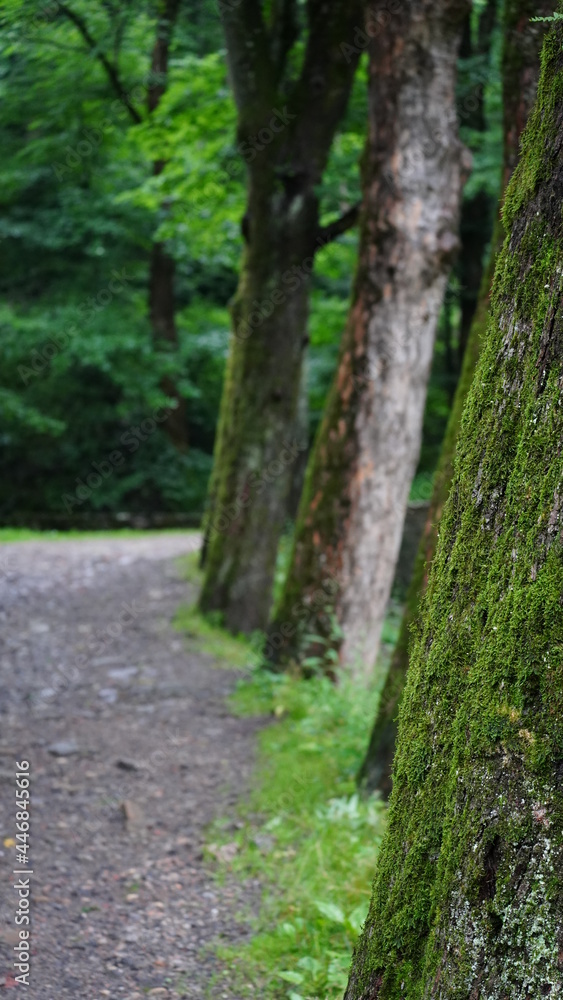 Fototapeta premium forêt, nature, arbre, chemin, arbre, route, parc, bois, printemps, paysage, automnal, bois, piste, voie, été, congé, gazon, trottoir, rural, saison, extérieur, feuille, ruelle, randonnée, feuillage, p