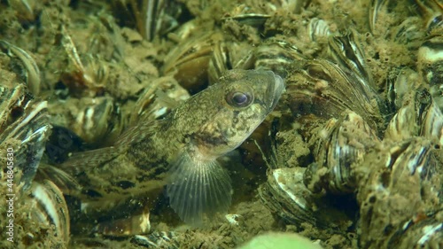 Fish reproduction: Male Goad goby (Babka gymnotrachelus) protrudes from its burrow and ventilates the water with its pectoral fins, close-up. photo