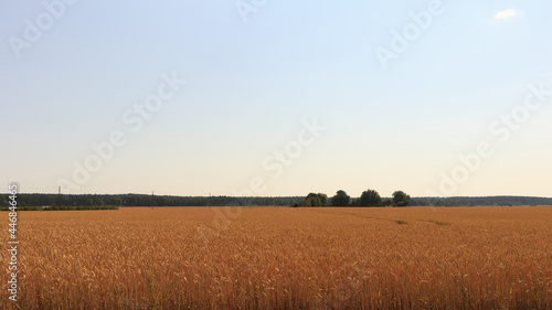 Large field with ripe, golden wheat, in the distance you can see the forest