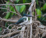 Closeup portrait of green Amazon Kingfisher (Chloroceryle amazona) sitting on branch, Bolivia.