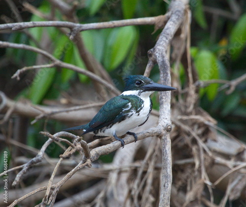 Closeup portrait of green Amazon Kingfisher (Chloroceryle amazona) sitting on branch, Bolivia. photo