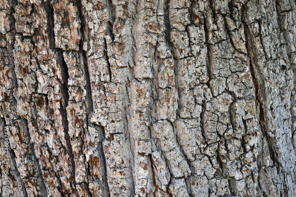 beautiful wood grain forming textures beautiful wood grain forming textures