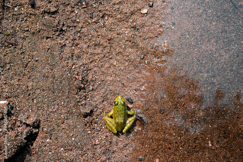 frog in sand near water from above